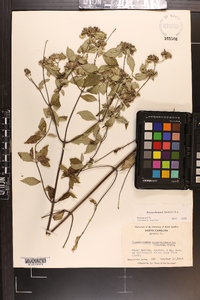 Pycnanthemum loomisii image