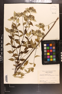 Pycnanthemum loomisii image