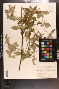 Pycnanthemum loomisii image