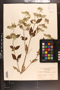 Pycnanthemum loomisii image