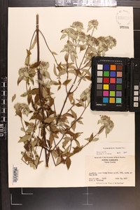 Pycnanthemum loomisii image