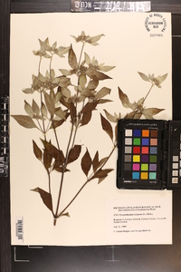 Pycnanthemum incanum image