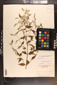 Pycnanthemum loomisii image