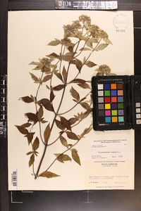 Pycnanthemum loomisii image