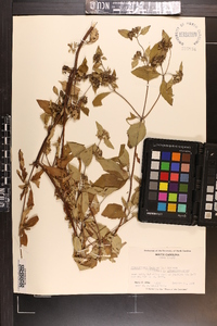 Pycnanthemum pycnanthemoides image