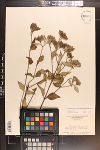 Pycnanthemum pycnanthemoides image