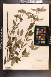 Pycnanthemum pycnanthemoides image