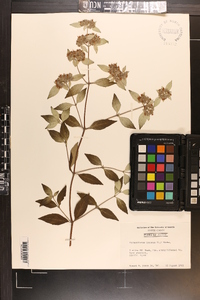 Pycnanthemum incanum image