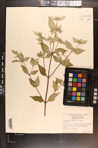 Pycnanthemum incanum image