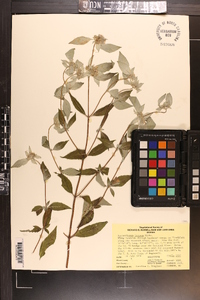 Pycnanthemum incanum image