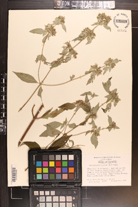 Pycnanthemum incanum image