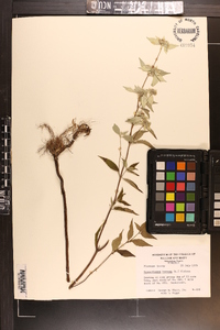 Pycnanthemum incanum image