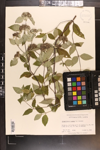 Pycnanthemum incanum image