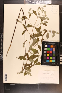 Pycnanthemum incanum image