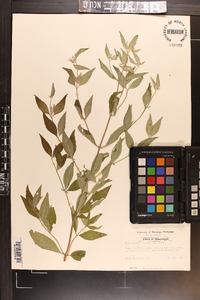 Pycnanthemum incanum image