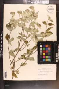 Pycnanthemum incanum image