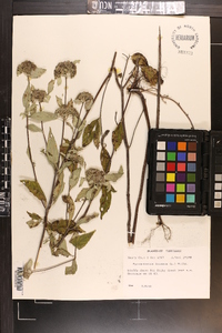 Pycnanthemum incanum image