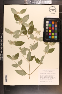 Pycnanthemum incanum image