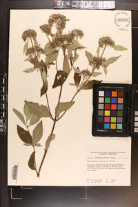 Pycnanthemum incanum image