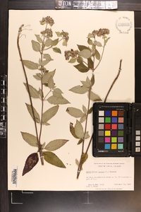 Pycnanthemum incanum image