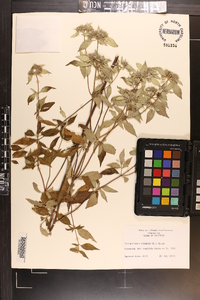 Pycnanthemum incanum image