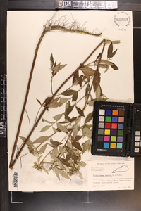 Pycnanthemum incanum image