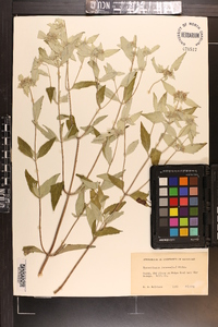 Pycnanthemum incanum image