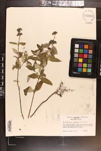 Pycnanthemum incanum image