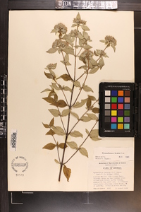 Pycnanthemum loomisii image