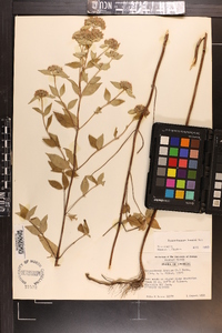 Pycnanthemum loomisii image