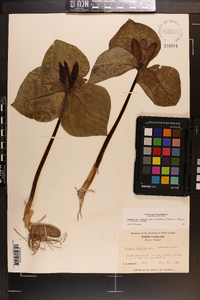 Trillium cuneatum image