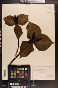 Trillium cuneatum image