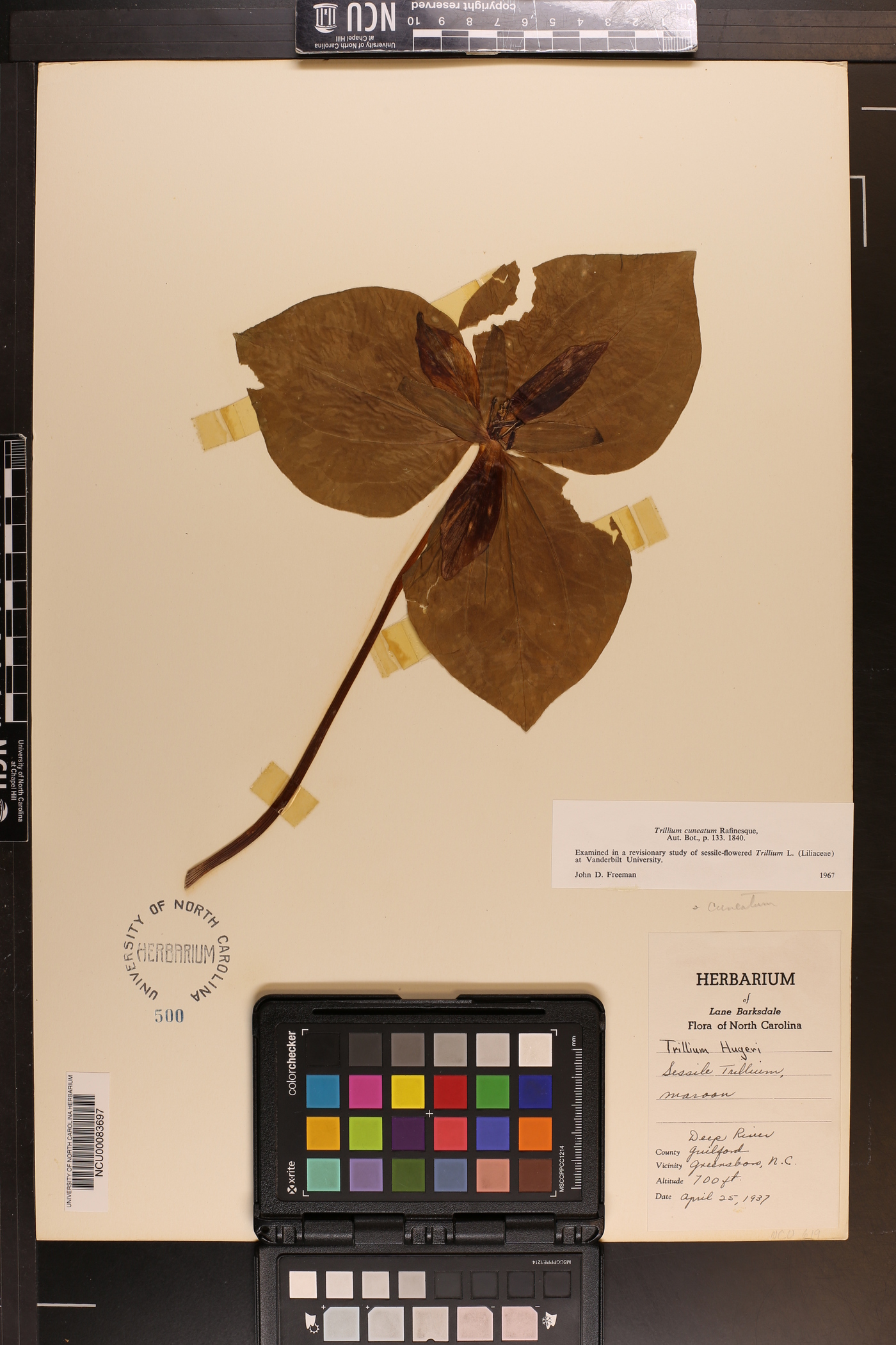 Trillium hugeri image