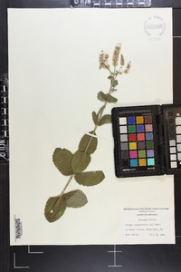 Mentha suaveolens image