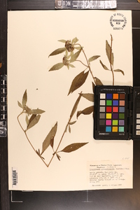 Pycnanthemum pycnanthemoides image