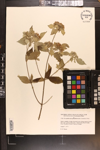 Pycnanthemum pycnanthemoides image