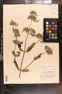 Pycnanthemum pycnanthemoides image