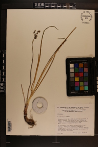 Allium cernuum image