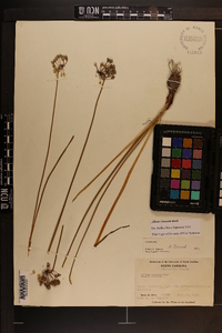 Allium cernuum image