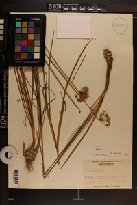 Allium cernuum image