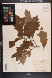 Quercus lyrata image