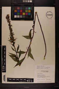 Campanulastrum americanum image