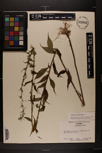 Campanulastrum americanum image