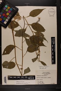 Campanulastrum americanum image