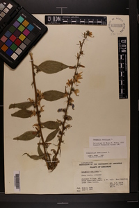 Campanulastrum americanum image