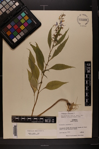 Campanulastrum americanum image