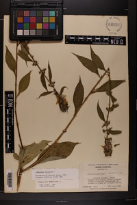 Campanulastrum americanum image