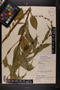 Campanulastrum americanum image