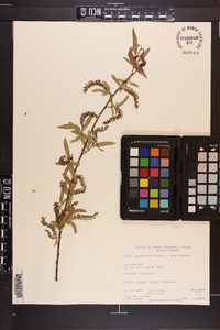 Salix caroliniana image