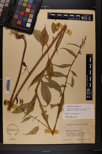 Campanulastrum americanum image